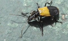 Chauliognathus tripartitus
