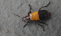 Chauliognathus tripartitus