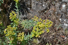 Euphorbia nicaeensis