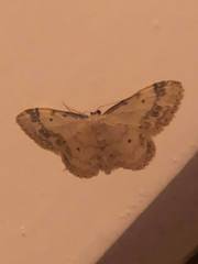 Idaea trigeminata