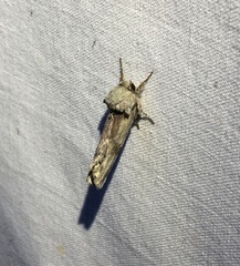 Oedemasia concinna