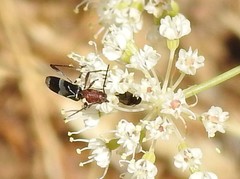 Chlorophorus ruficornis