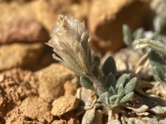 Chamaechaenactis scaposa