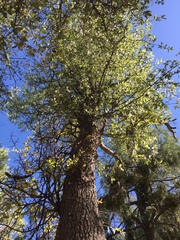 Quercus emoryi