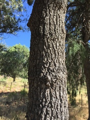 Quercus emoryi