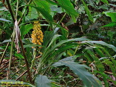 Calanthe formosana