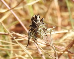 Dasypogon