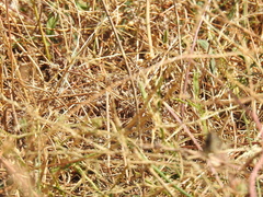 Dasypogon