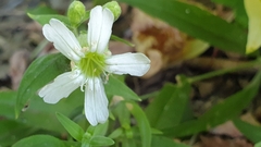 Silene procumbens