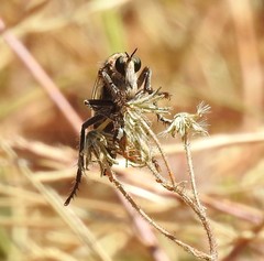 Dasypogon