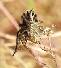 Dasypogon
