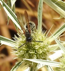 Colpa quinquecincta