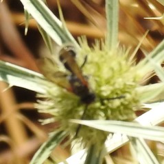 Colpa quinquecincta