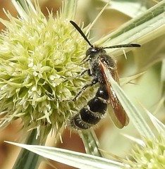 Colpa quinquecincta