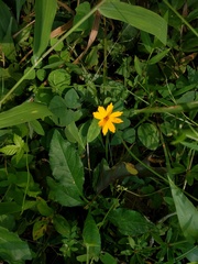 Coreopsis auriculata