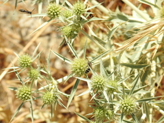 Colpa quinquecincta