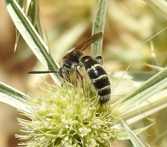 Colpa quinquecincta