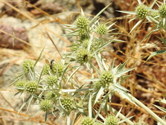 Colpa quinquecincta