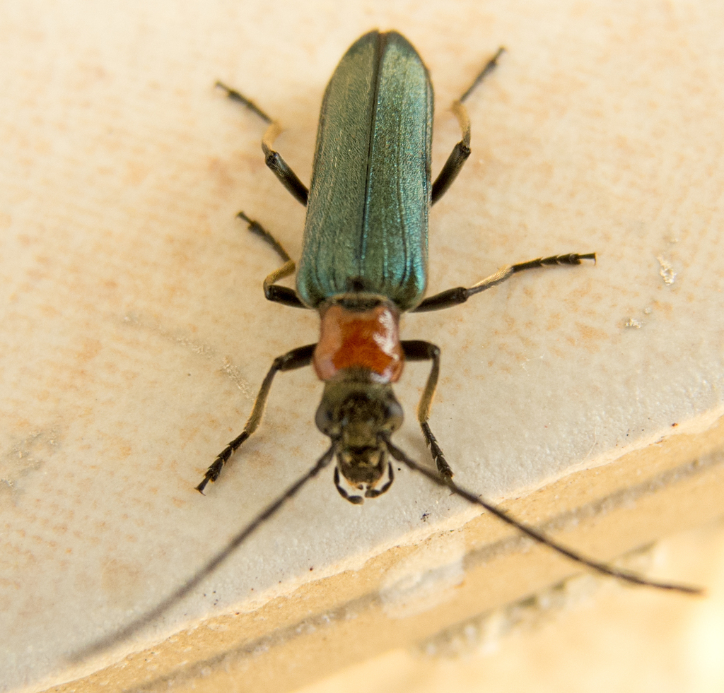 Anogcodes ruficollis