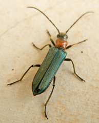 Anogcodes seladonius