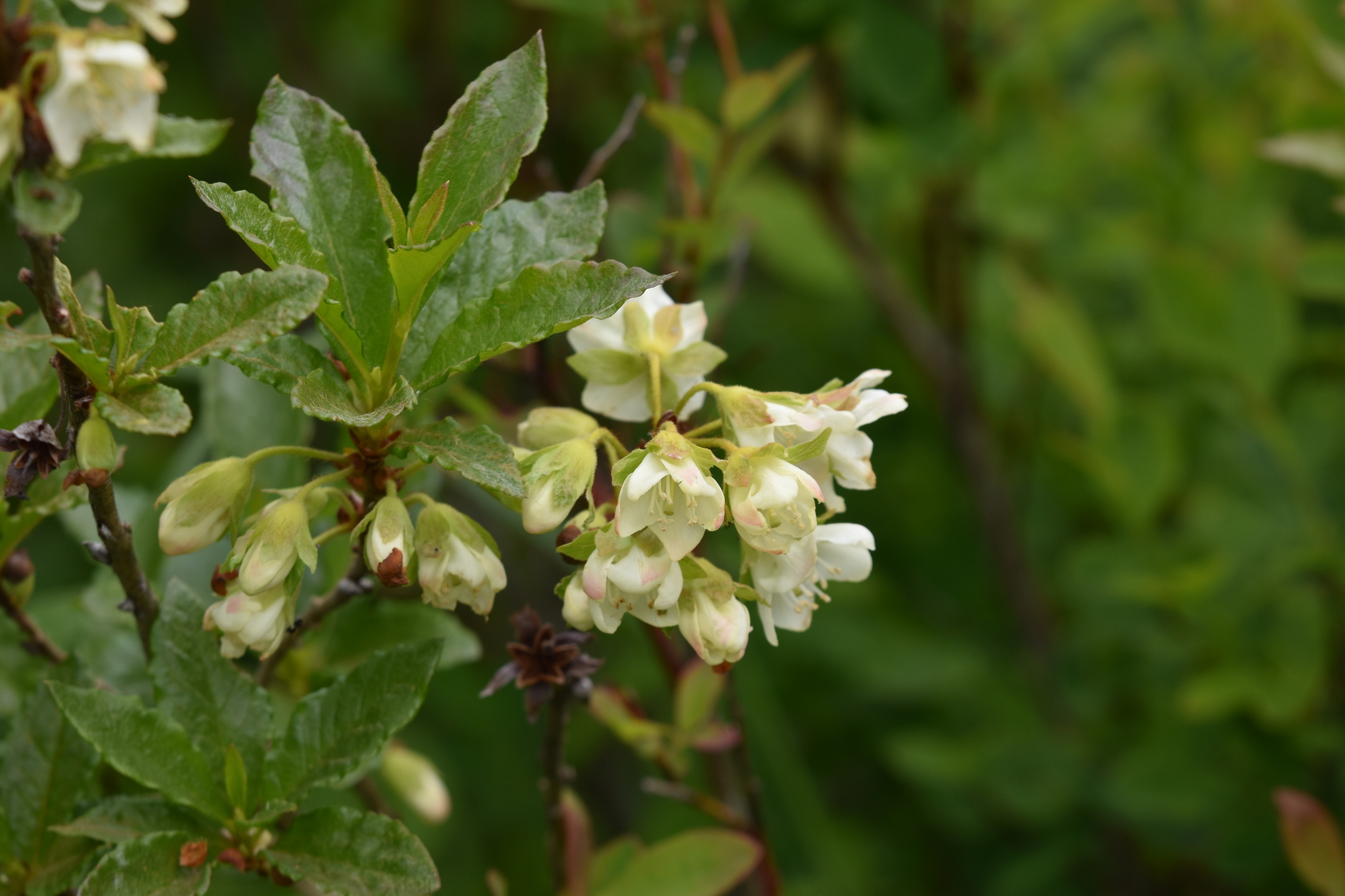 Rhododendron albiflorum