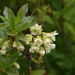 White-flowered Rhododendron - Photo (c) Braden J. Judson, some rights reserved (CC BY-NC), uploaded by Braden J. Judson