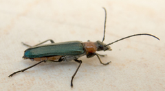 Anogcodes seladonius