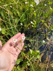 Alisma plantago-aquatica