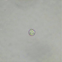 Mesodinium
