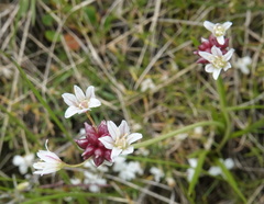 Allium geyeri tenerum