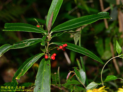 Ardisia crispa