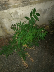Ailanthus altissima