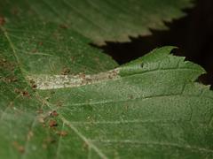 Phyllonorycter tristrigella
