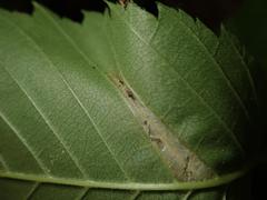 Phyllonorycter tristrigella