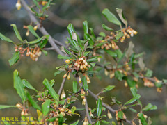 Elaeagnus thunbergii