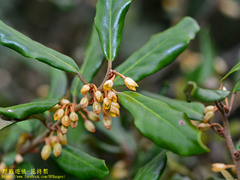 Elaeagnus thunbergii