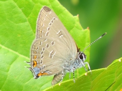 Satyrium edwardsii