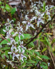 Cyrtochilum ramosissimum