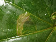 Stigmella aceris