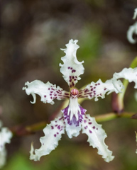 Cyrtochilum ramosissimum