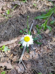 Leucanthemum vulgare