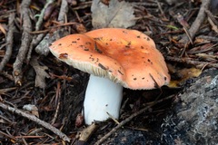 Russula ellenae