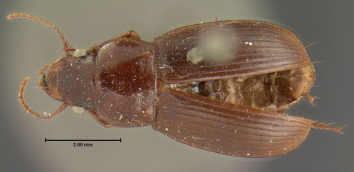 New Mexico Harp Ground Beetle