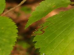 Stigmella lemniscella