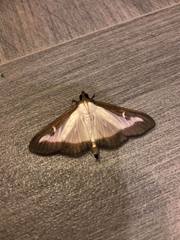 Cydalima perspectalis