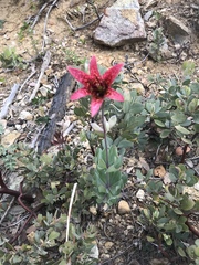 Lilium bolanderi