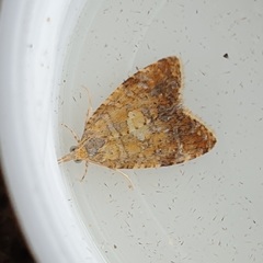 Pseudargyrotoza conwagana