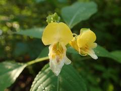 Impatiens edgeworthii