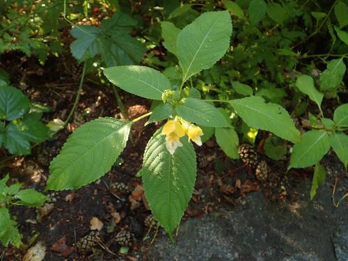Image of Impatiens edgeworthii by (c) Alexis Tinker-Tsavalas, some rights reserved (CC BY)