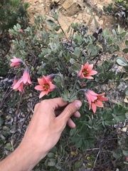 Lilium bolanderi